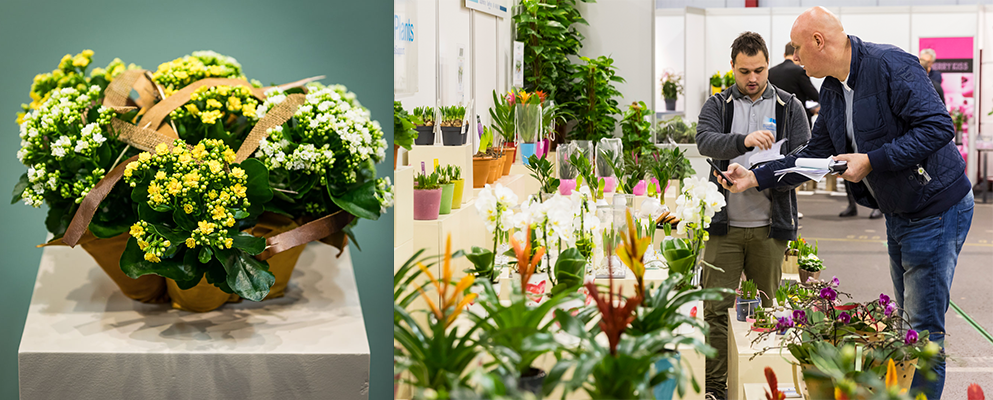 NAALDWIJK - ROYAL FLORAHOLLAND - SEASONAL TRADE FAIR