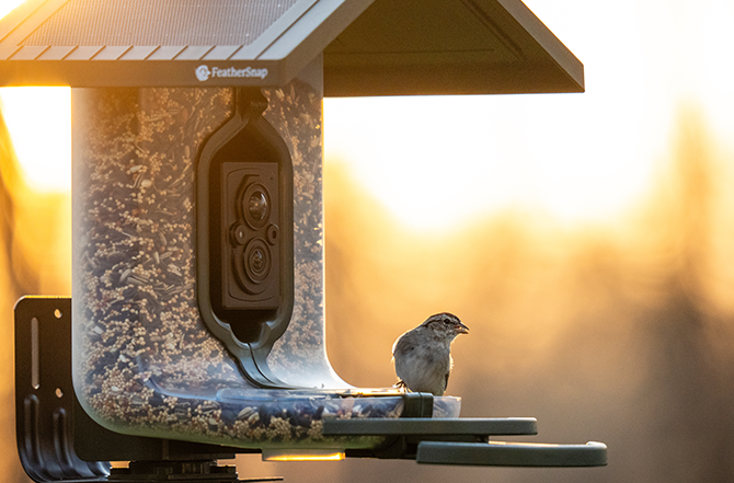 Photo of bird sitting on bird feeder with camera