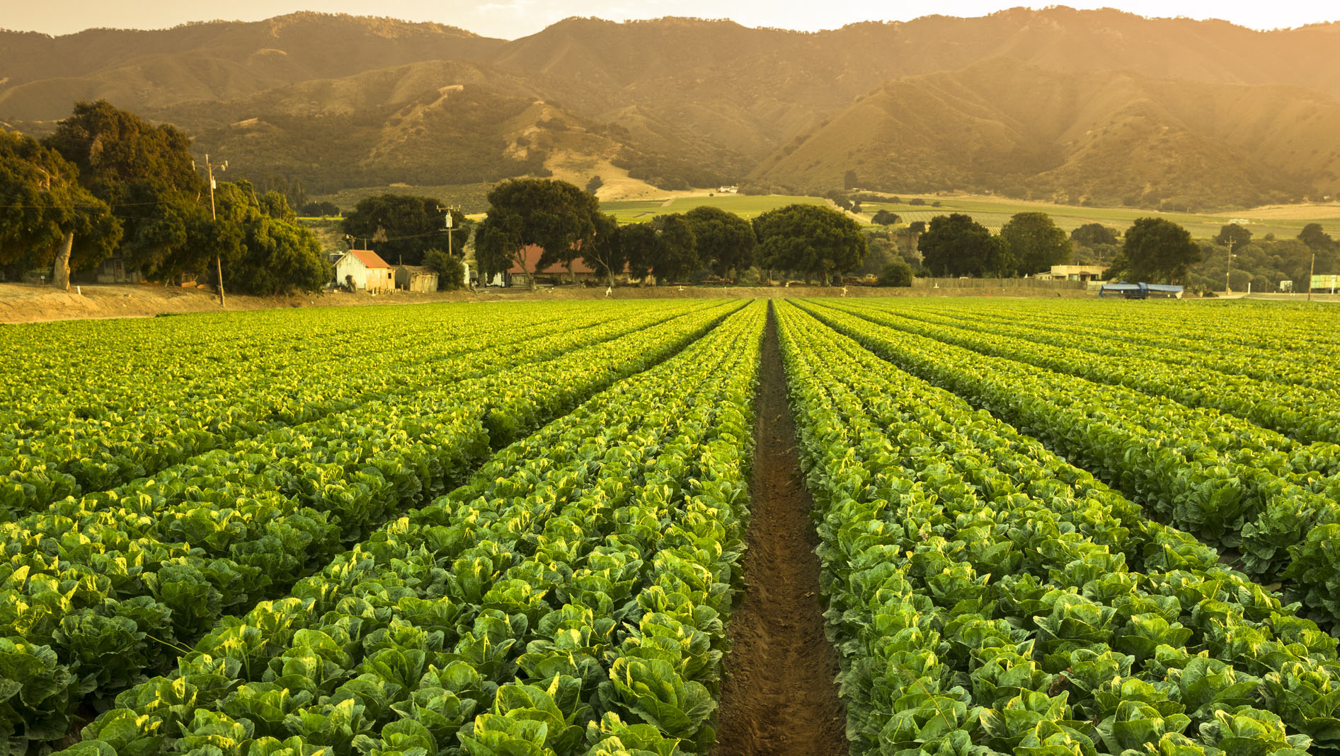 A green row panorama of fresh crops grow on an agricultural farm field in the Salinas Valley, California USA