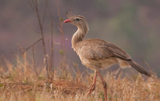 Seriema (Cariama cristata), catalogada pelo SiBBr, RNP