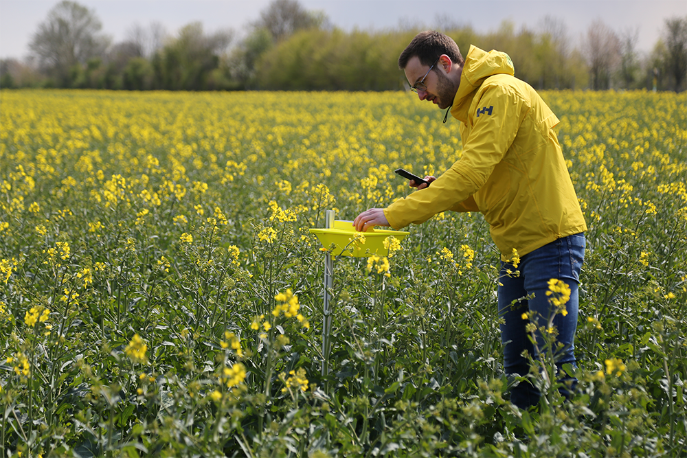 Man in field analyzing crops