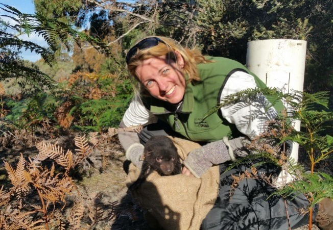 Dr. Carolyn Hogg releases Bosavi the Tasmanian devil back onto Maria Island after his annual health check