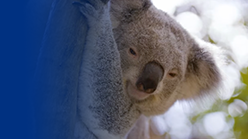 A close-up image of a koala resting against the trunk of a tree, with a soft, natural background.