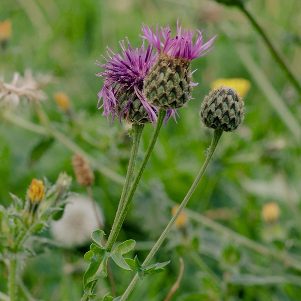 A close-up photograph of a purple wildflower with buds in a green meadow, showing natural floral detail and texture.