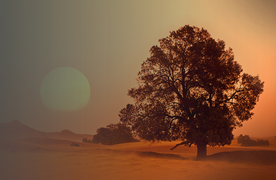 A dramatic sunset scene in the African desert featuring a single large tree silhouetted against an orange sky and sand dunes, with the sun low on the horizon.