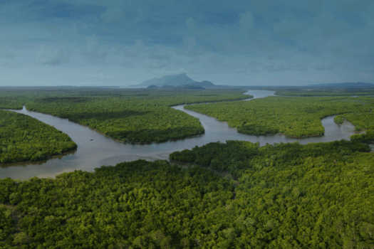 Aerial photograph of a winding river through dense green forest, illustrating a natural landscape relevant to carbon emissions and environmental themes.