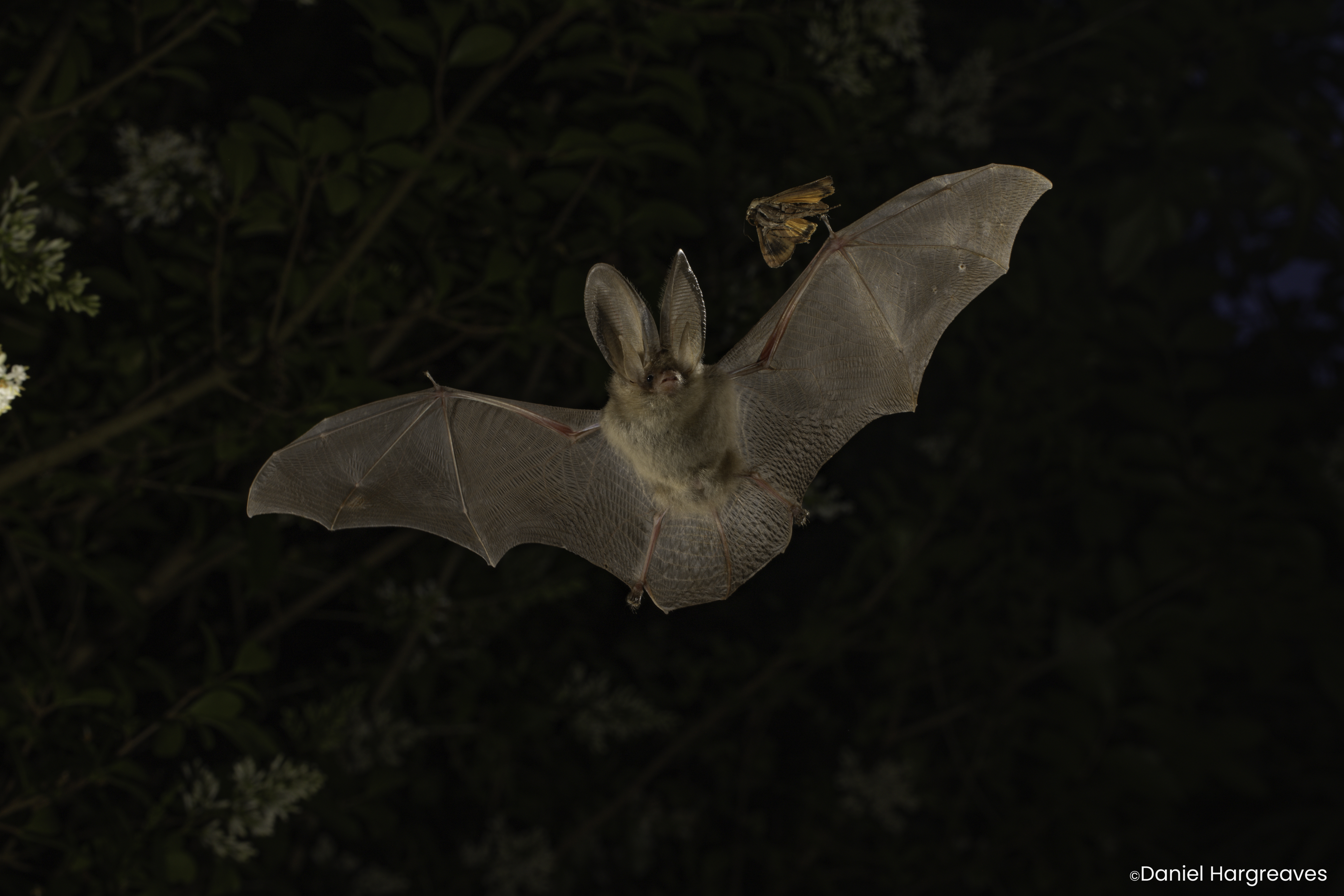 Missing alt text value