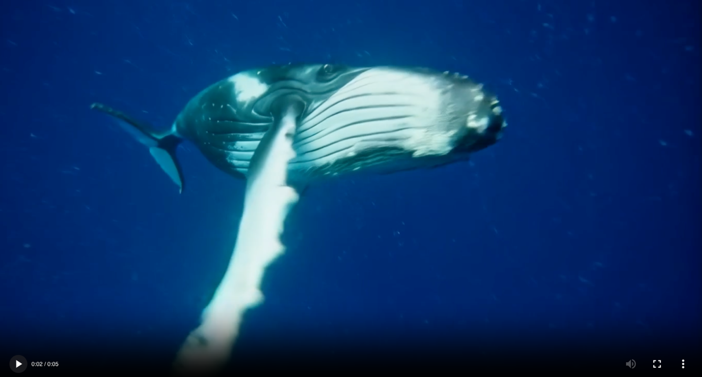 A humpback whale swimming underwater with its white pectoral fin extended.
