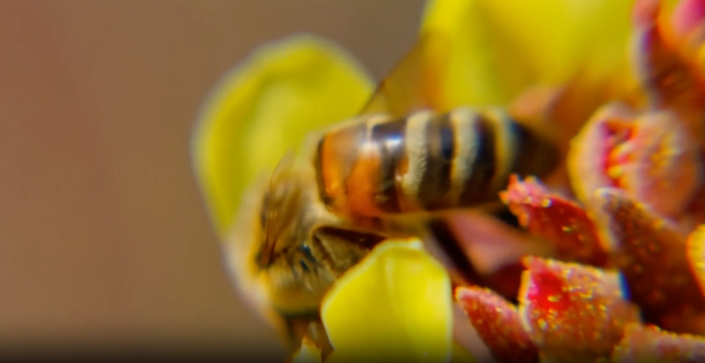 Missing alt text value