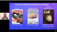 Presentation slide showing examples of animals resistant to human disease pathologies, including an elephant, naked mole rat, and 13-lined ground squirrel, with magazine covers and captions highlighting their resistance to cancer, aging, and diseases.