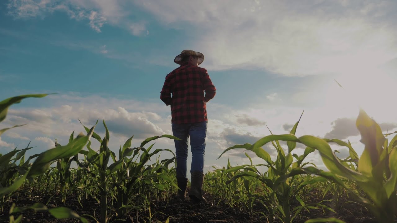 A farmer wearing a hat and plaid shirt walks through a cornfield at sunset, with young corn plants in the foreground and a bright sky in the background.
