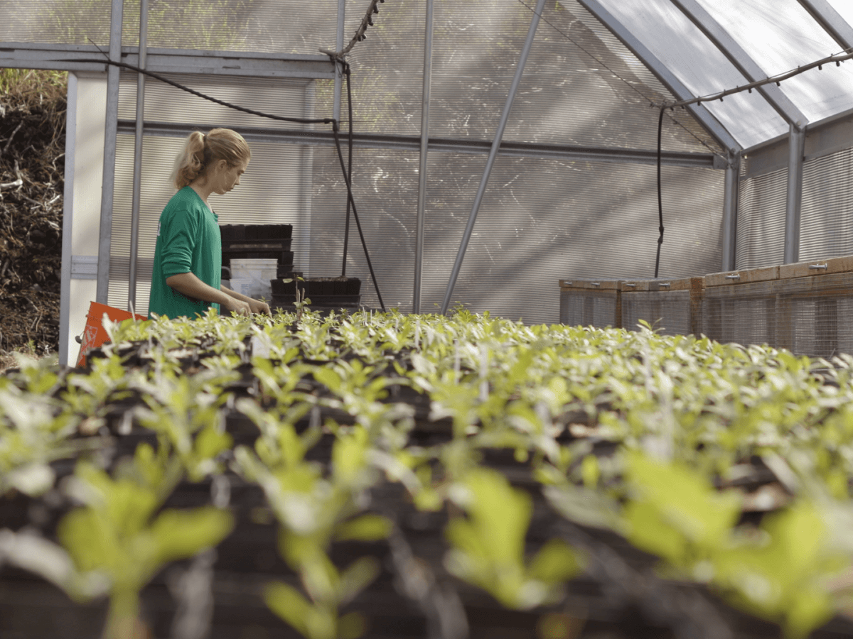 Rows of young green plants growing in pots inside a greenhouse.