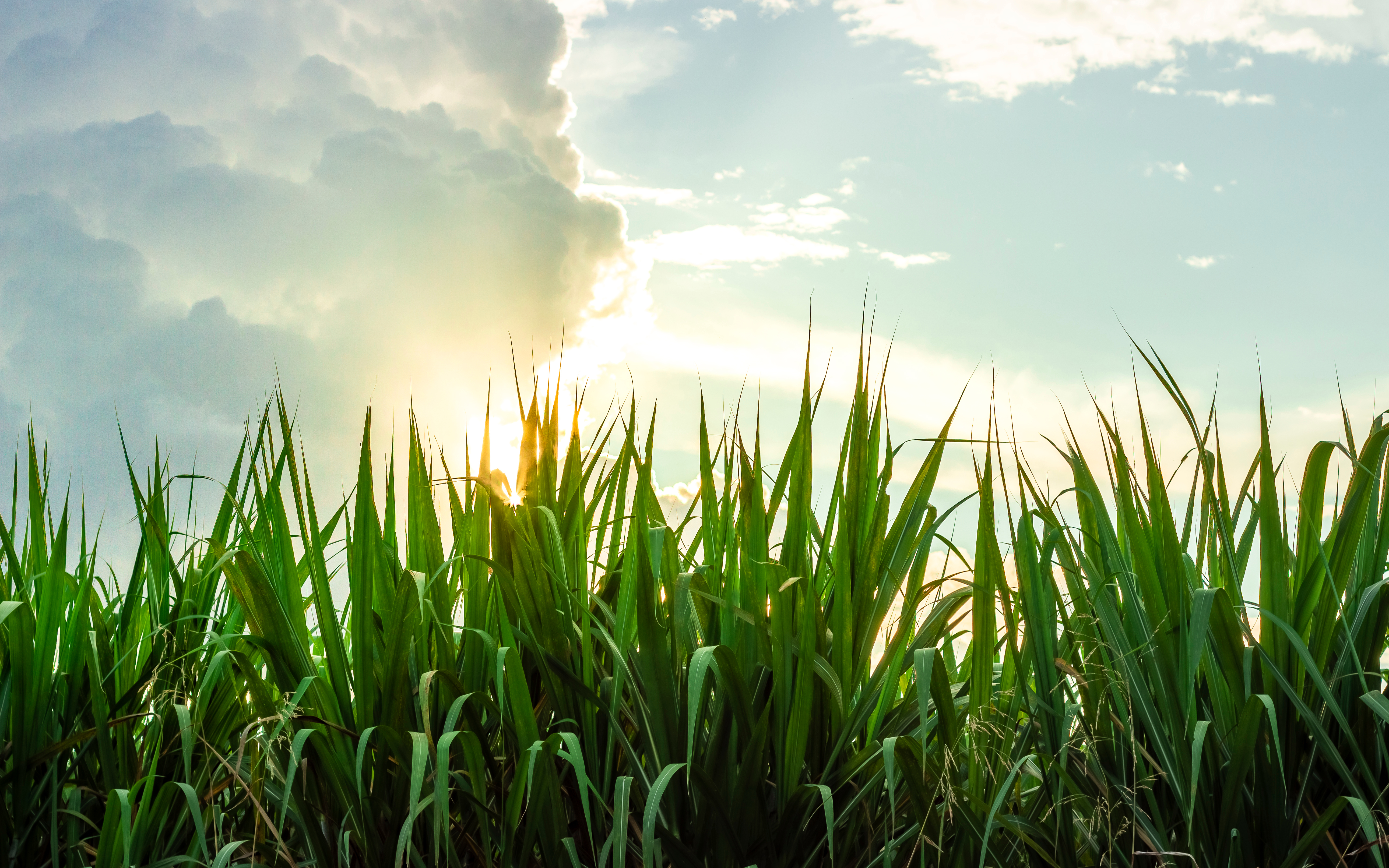 Photograph of a sugarcane crop, at sunset, in the Valle del Cauca Colombia.; Shutterstock ID 1784945924; purchase_order: Tereos Success Case webpage; job: Global Customer References Team