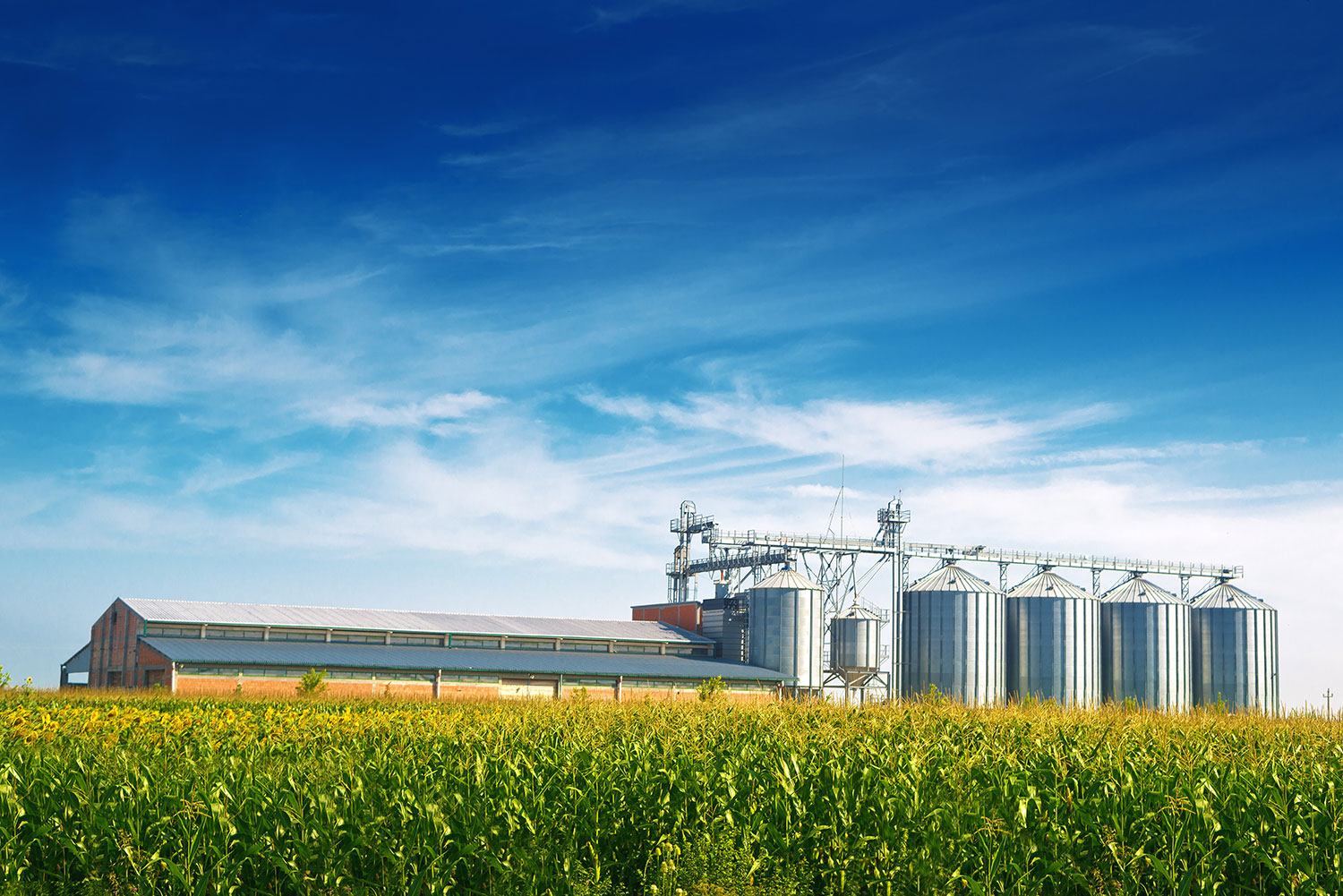 A scenic view of modern grain silos and a large barn on a farm, with a green crop field in the foreground and a clear blue sky above.