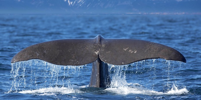 Missing alt text value