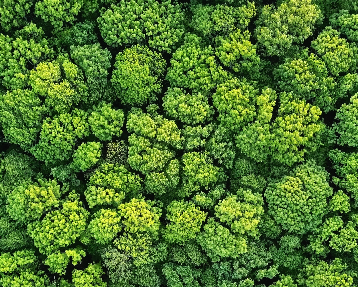 Aerial view of a dense forest with vibrant green tree canopies.