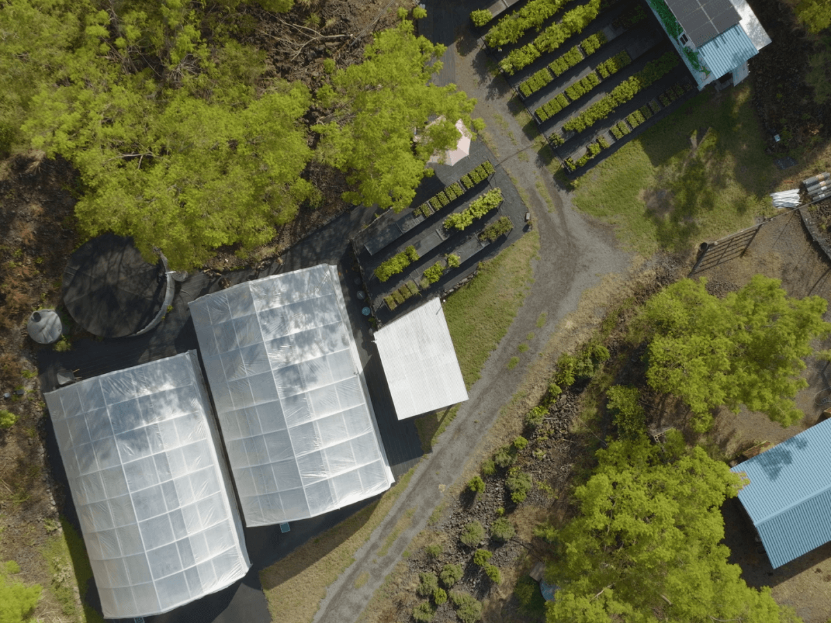 Aerial view of greenhouses and surrounding farm structures amidst greenery, showing organized rows of crops and buildings used for agricultural purposes.