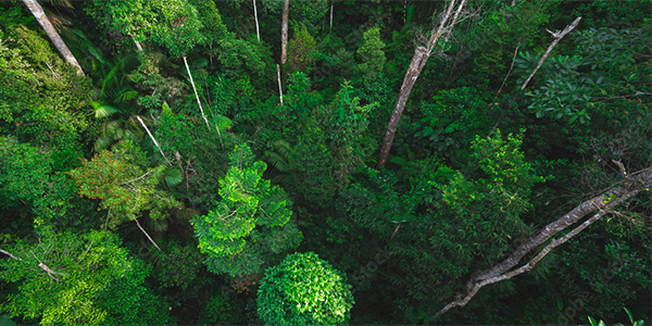Aerial view of a dense, vibrant green rainforest with tall trees and lush foliage.