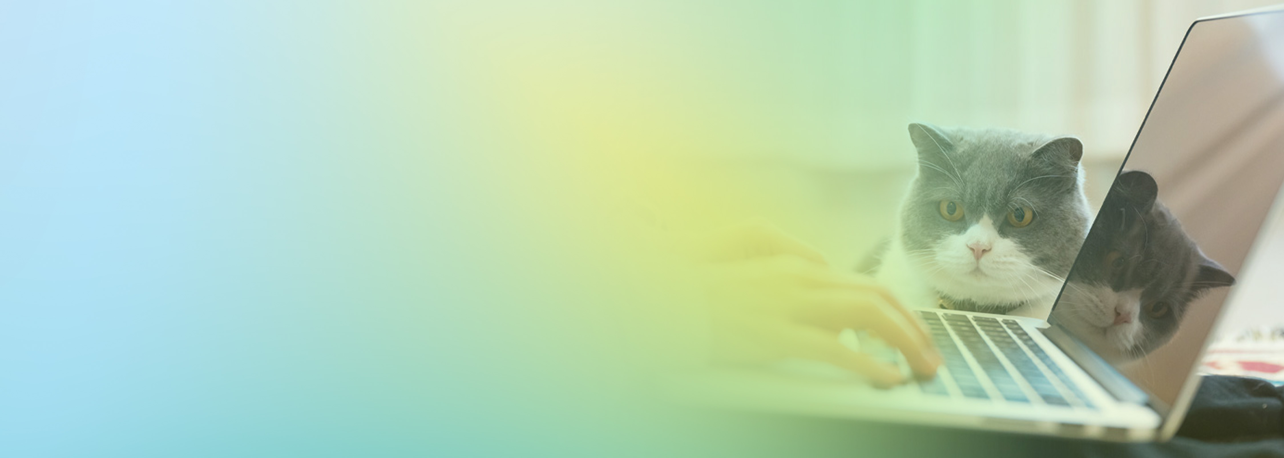 A cat looking at a laptop while a person types, representing remote work in a home environment.