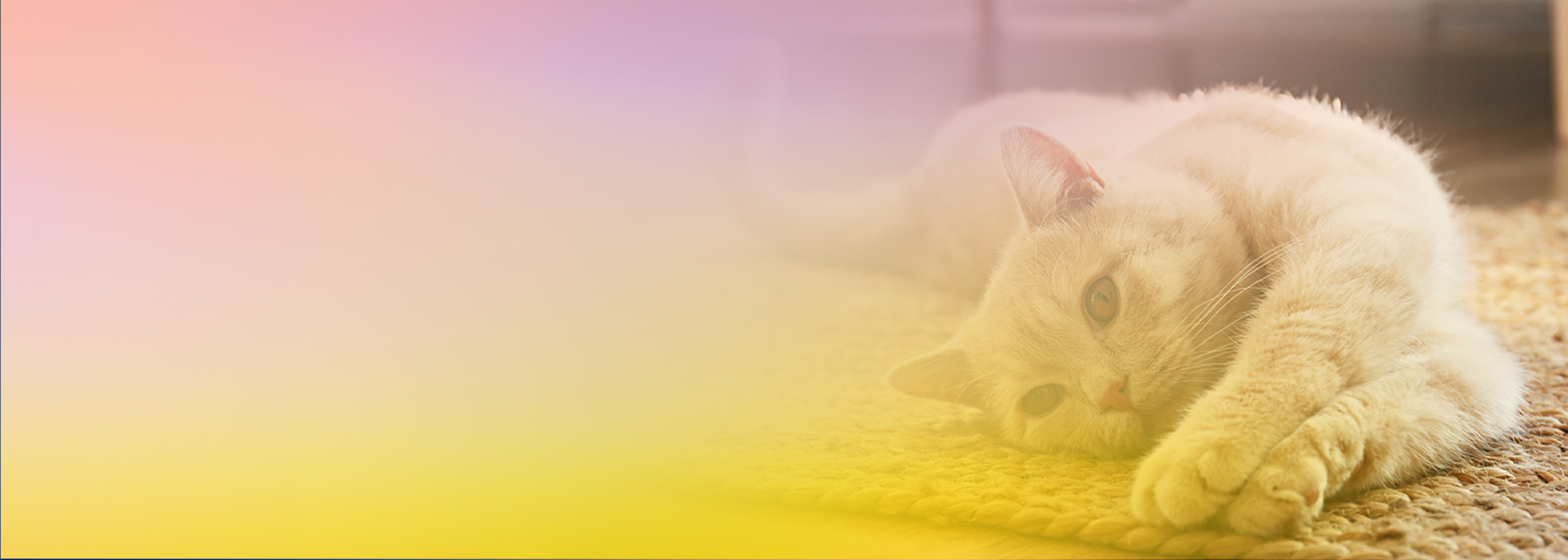 A light-colored cat laying stretched out on a woven carpet, with a soft pastel gradient overlay across the image.