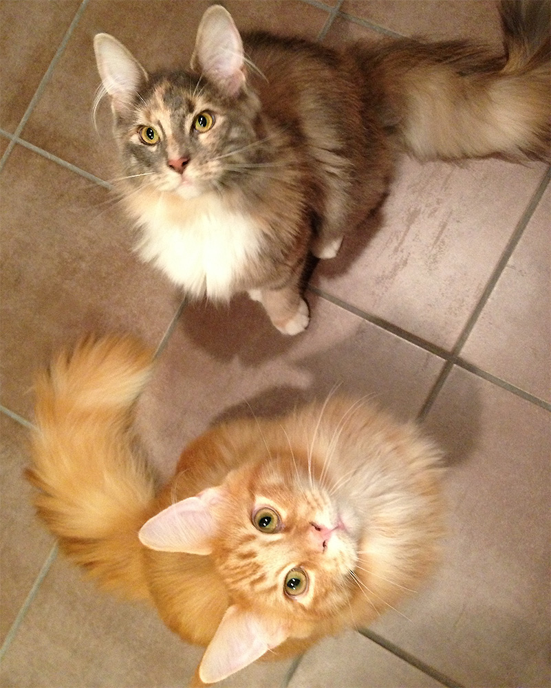 Two Maine Coon cats sitting on a tiled floor, looking up at the camera.