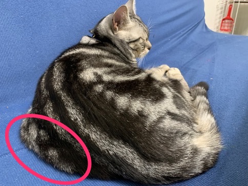 A silver tabby cat is curled up and resting on a blue sofa. A specific area on its fur is highlighted with a pink circle.