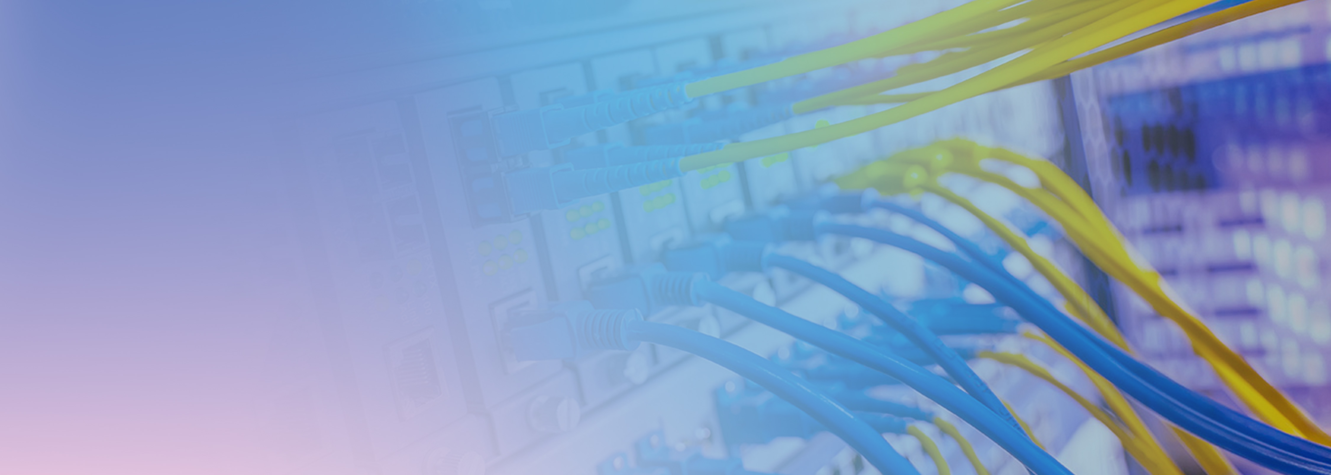 A close-up image of blue and yellow network cables plugged into a server panel, representing data networking and connectivity.