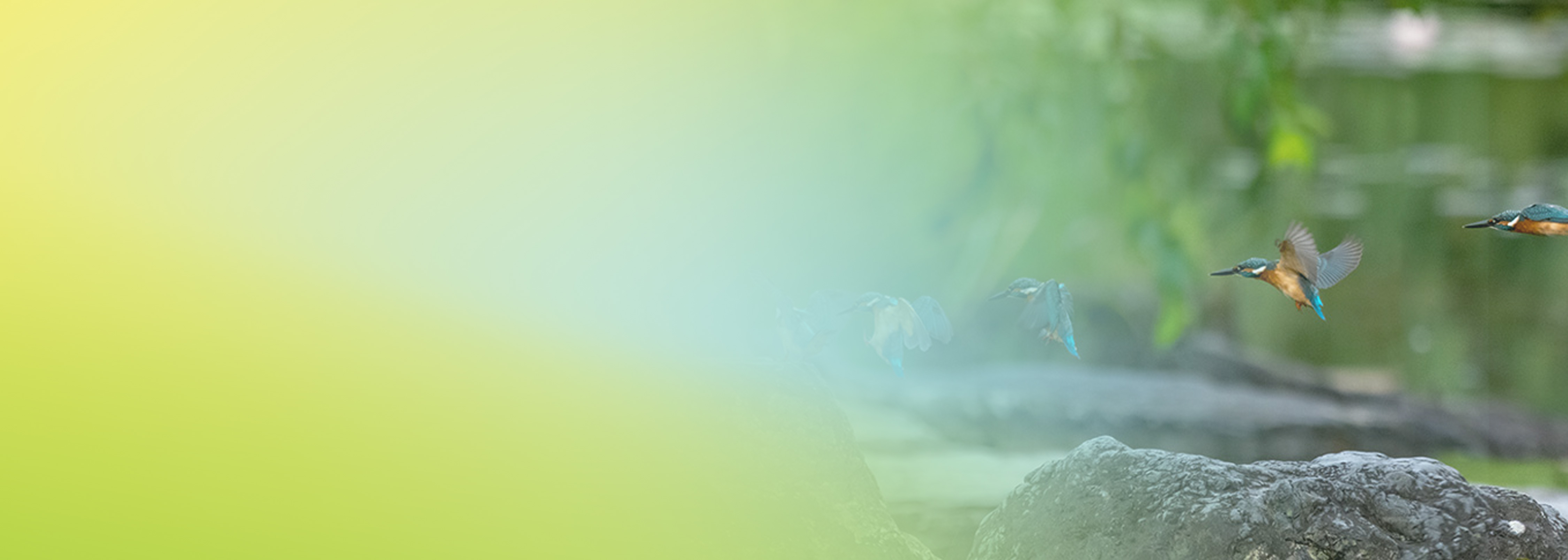 A visual featuring several birds in flight over rocks with a natural green background, overlaid by a soft yellow-green gradient. Represents themes of continuous security and seamless movement.