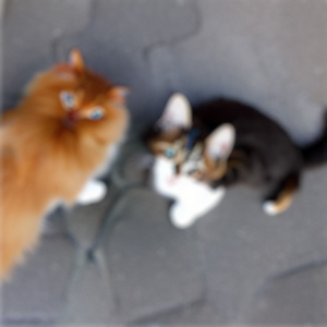 A blurry image of two cats outdoors, one with orange fur and the other with black and white fur.