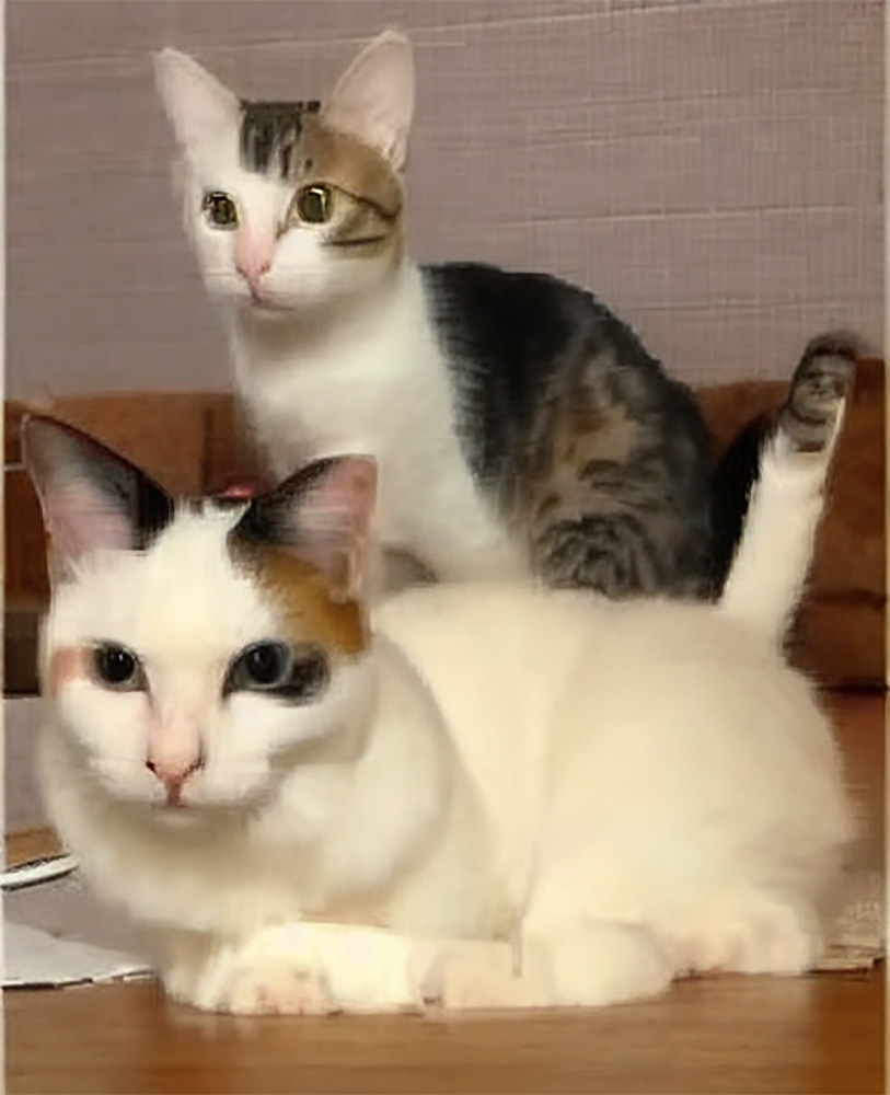 Two cats, one white with dark markings and the other a tabby, sitting indoors on a wooden floor.