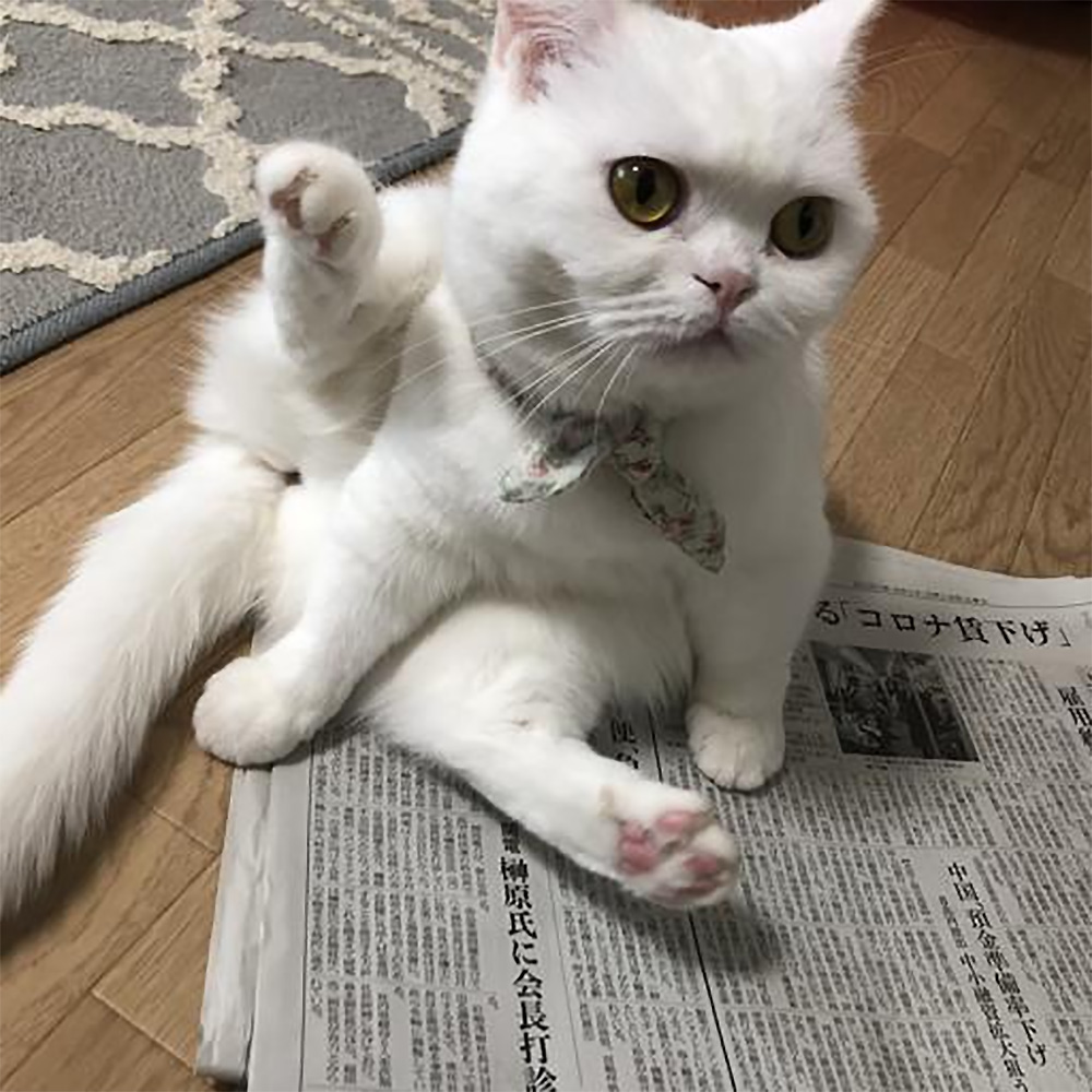 A white cat wearing a patterned bow tie is sitting on a newspaper on a wooden floor.