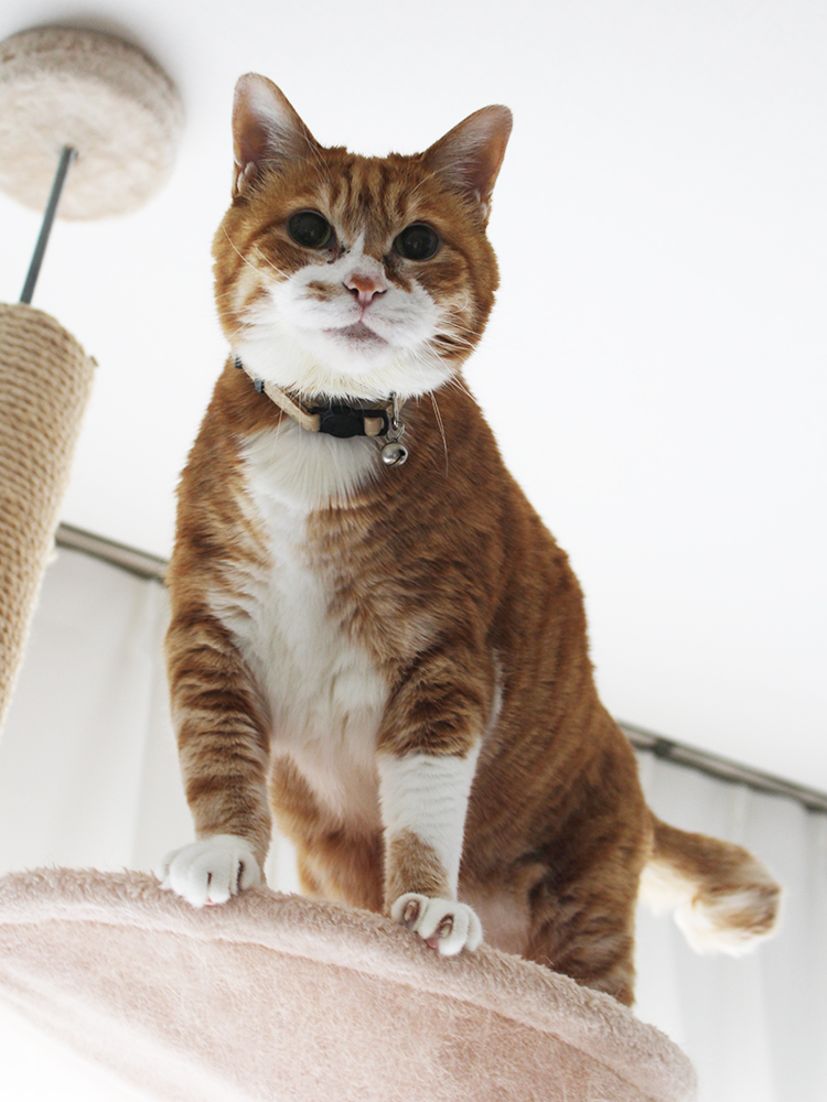 A ginger cat with white markings standing on a cat tree, looking at the camera.