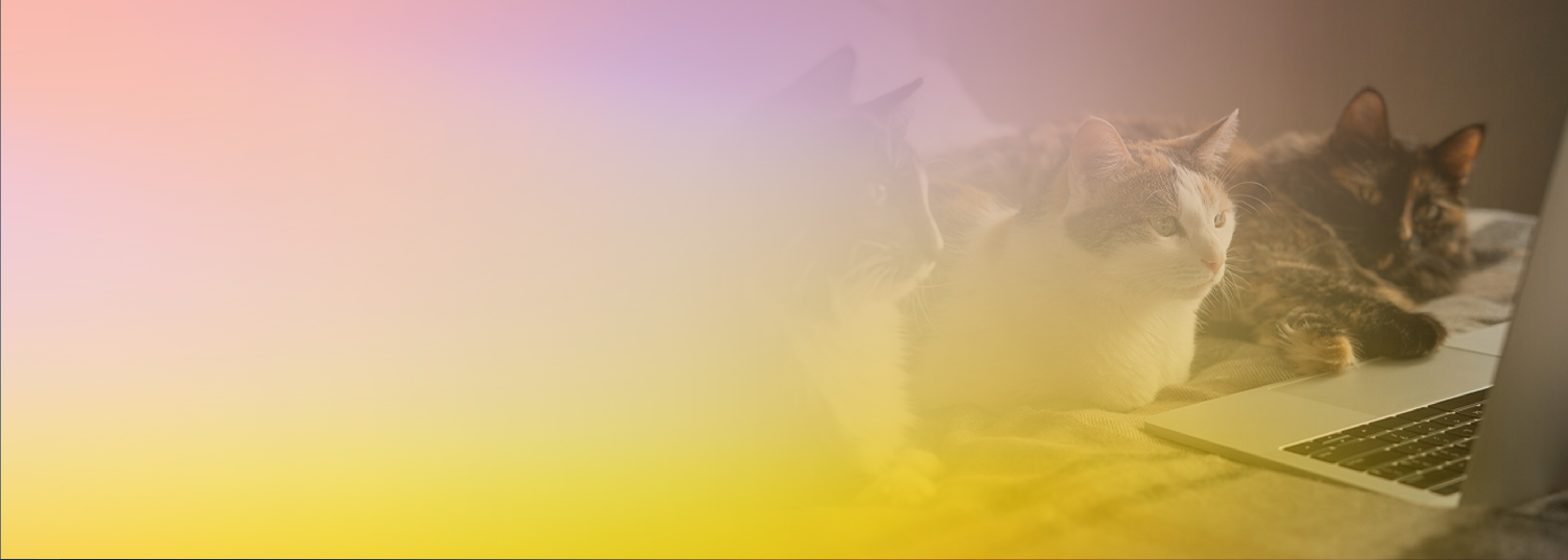 Three cats lying on a bed and looking at a laptop, partially obscured by a pink and yellow gradient overlay.