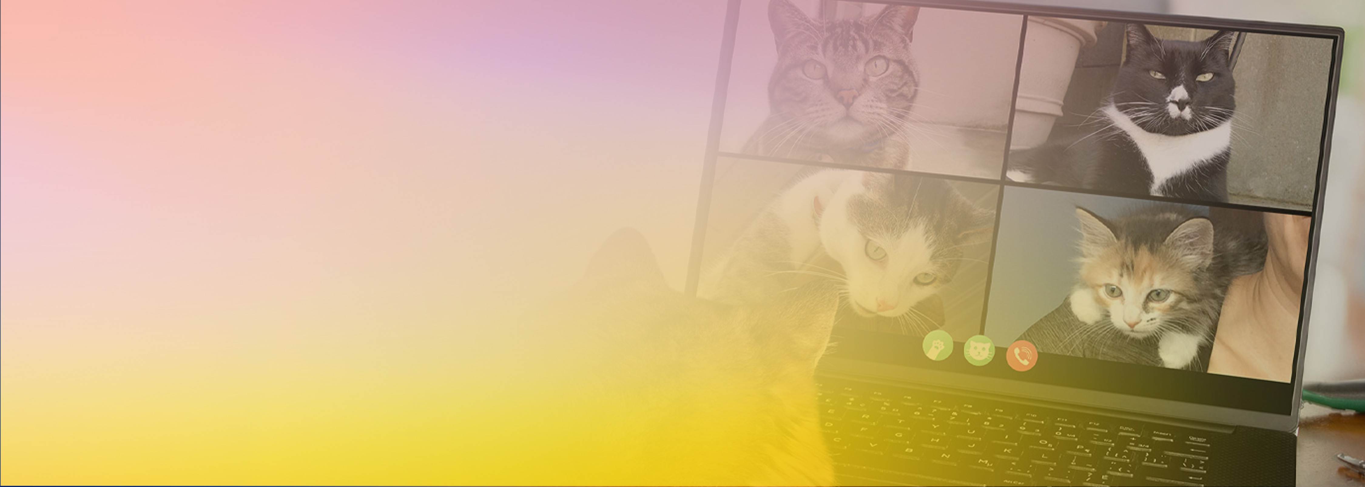 A laptop screen displays a video meeting with four cats participating, illustrating a playful concept for building a serverless video meeting application. The image has a colorful pink and yellow gradient overlay.