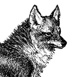 Black and white illustration of a wolf used for Serverlesspresso event materials.