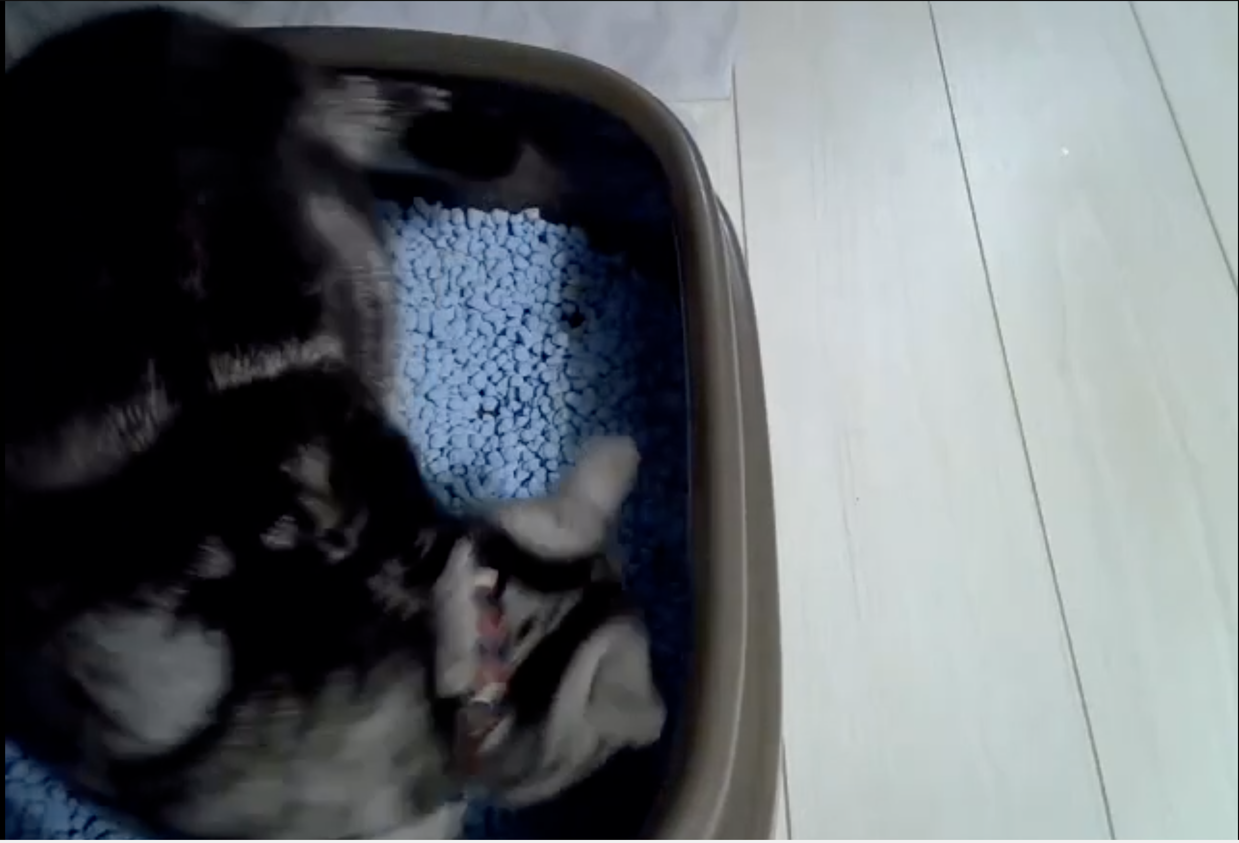 A cat in a litter box filled with blue litter pellets, likely observed for an IoT-related product or solution.