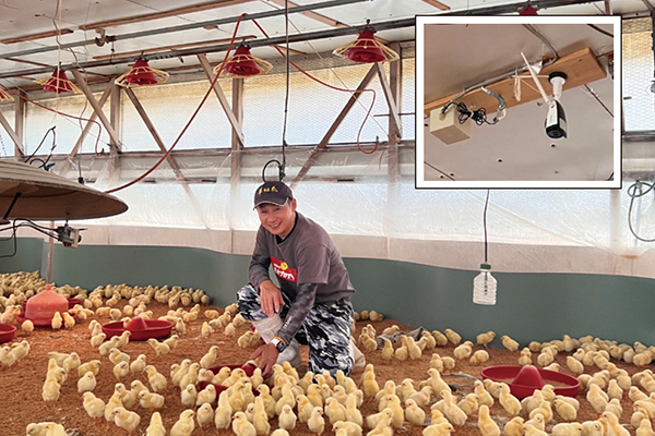 A person kneels among many chicks in a large, modern chicken farm in Japan. The inset shows IoT cameras mounted on the ceiling, used for monitoring poultry conditions.