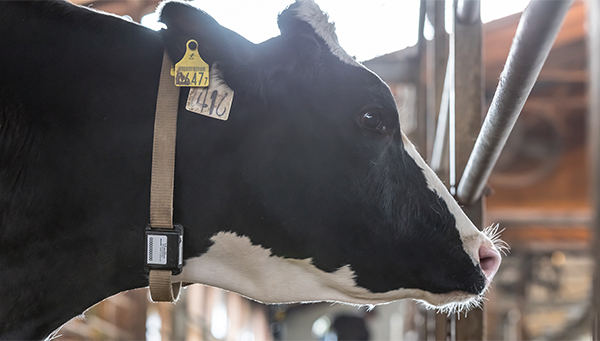 A close-up side view of a dairy cow wearing an electronic monitoring collar with an ear tag, inside a barn. This image illustrates livestock monitoring technology as featured in an AWS case study for Desamis.