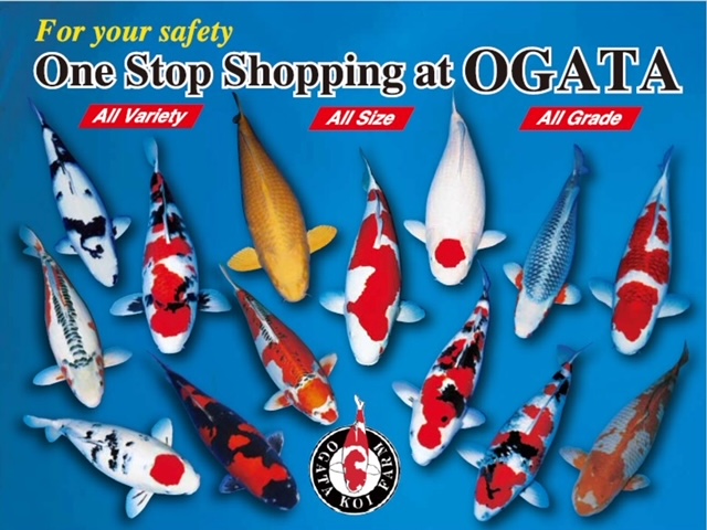 AWS 導入事例: 株式会社尾形養鯉場 | AWS