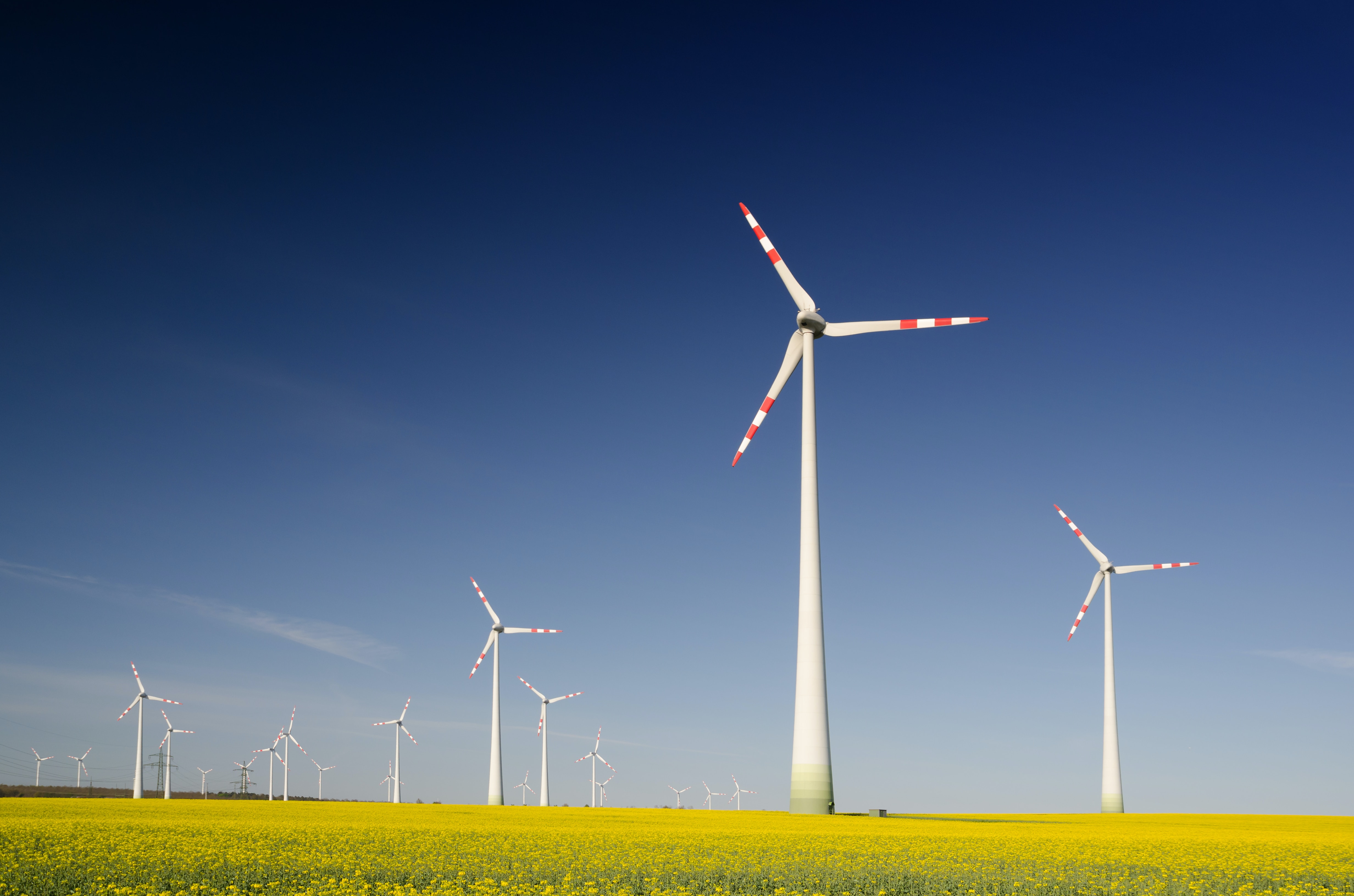 Wind turbines in a large yellow flower field under a clear blue sky, representing renewable energy and sustainable technology.