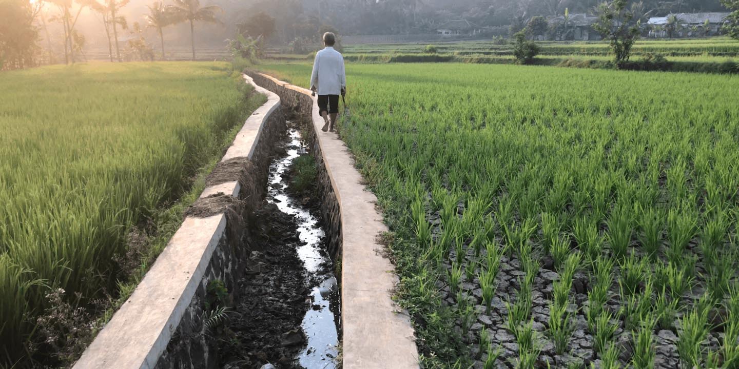 Person walking along a concrete irrigation channel between vibrant green rice paddies at sunrise with palm trees in background.